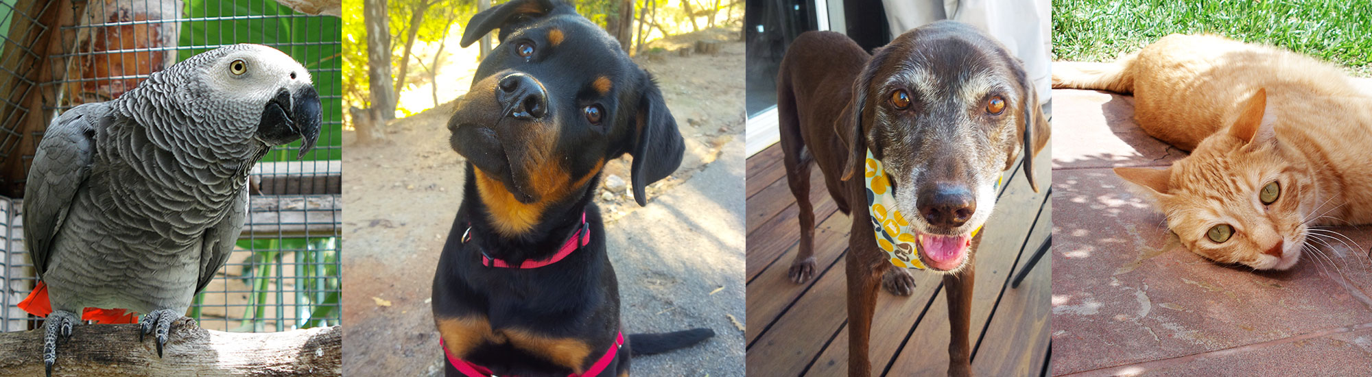 Pet Sitter, Dog Walker, Divine Pet Care, San Diego CA