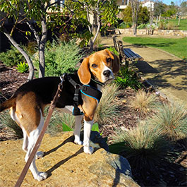 Pet Sitter, Dog Walker in San Diego, CA