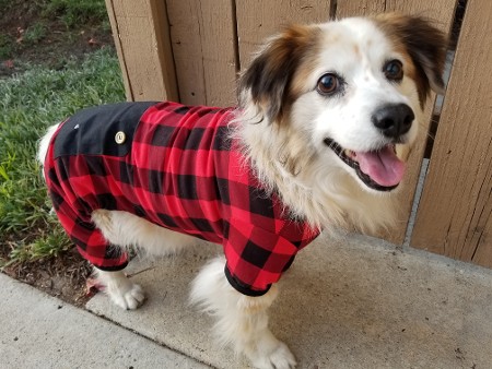 Dog Sitting in San Diego CA