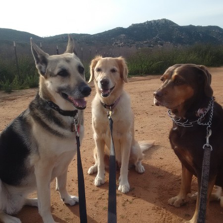 Three Dogs, Divine Pet Care in San Diego CA