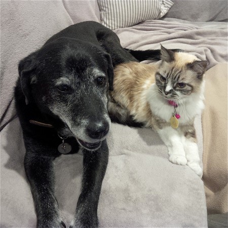 Dog Sitter, Cat Sitter, Divine Pet Care in San Diego, CA