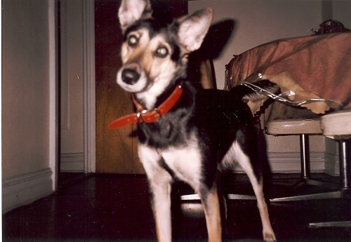 Pet Sitter in San Diego CA