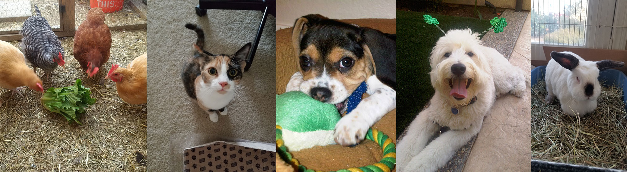Pet Sitter, Dog Walker, Divine Pet Care, San Diego CA