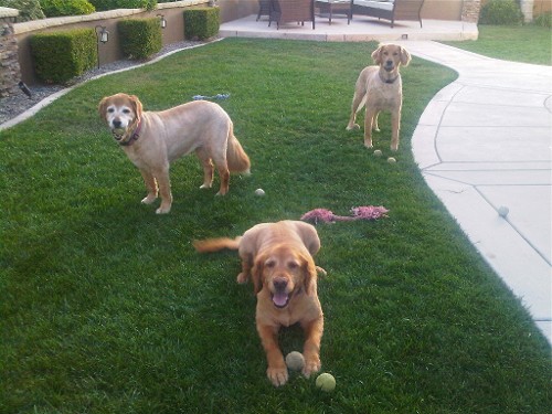 Dog Sitter in San Diego CA