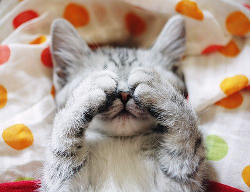 Cute Kitten Hiding Face