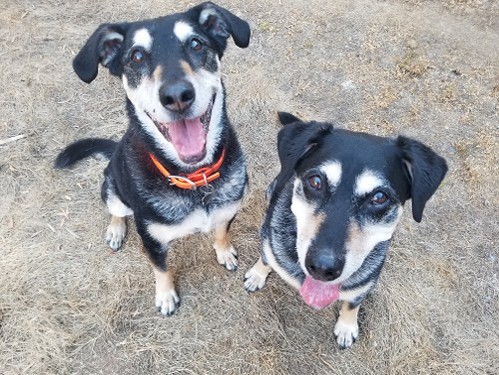 Divine Pet Care Happy Dogs