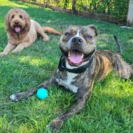 Pet Sitter, Dog Walker in San Diego, CA